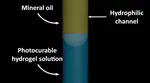 Shining a light on constructing blood supply systems for artificial tissues